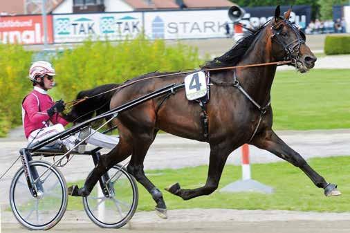 Toppar på små kullar! LAVE KONOS e. Enjoy Lavec Dame Lavec e. Quito de Talonay Kit Loell Första kull på över nio hästar! Lavec Kronos har gjort det ra med sina tre första små kullar (f.
