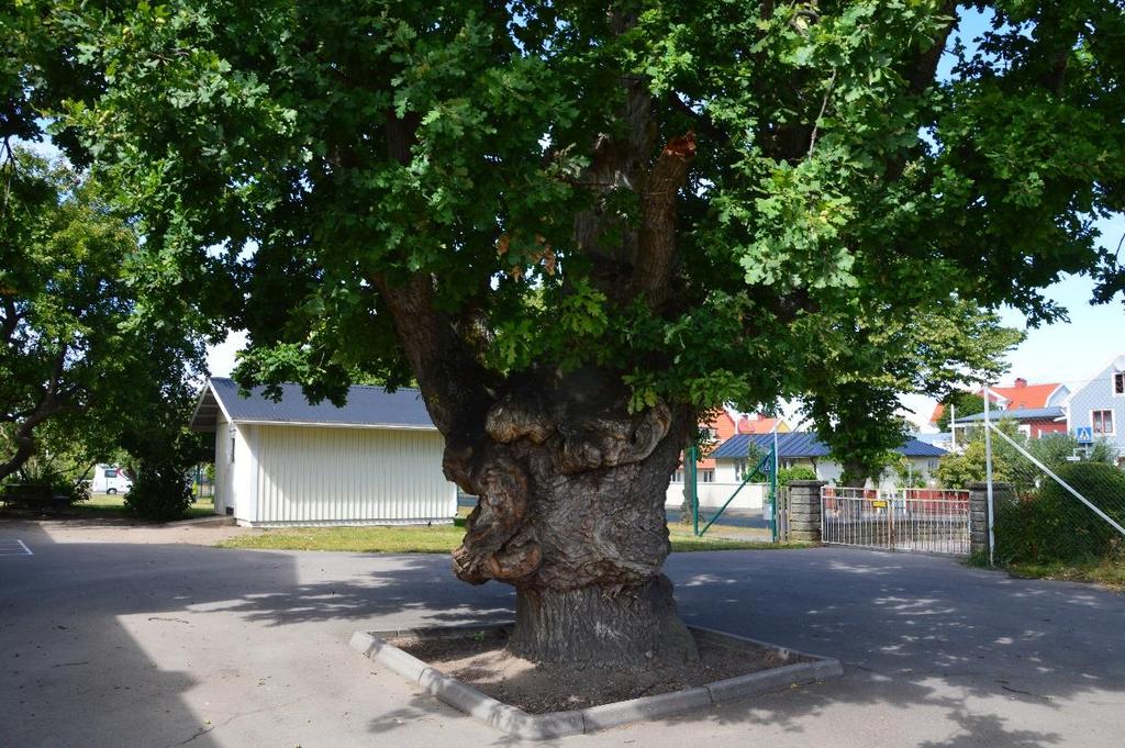 För att på sikt bevara områdets naturvärden rekommenderas att gamla och grova träd samt hålträd kan behållas så länge som möjligt, vilket troligen kommer att kräva underhållsbeskärning av kronverket.