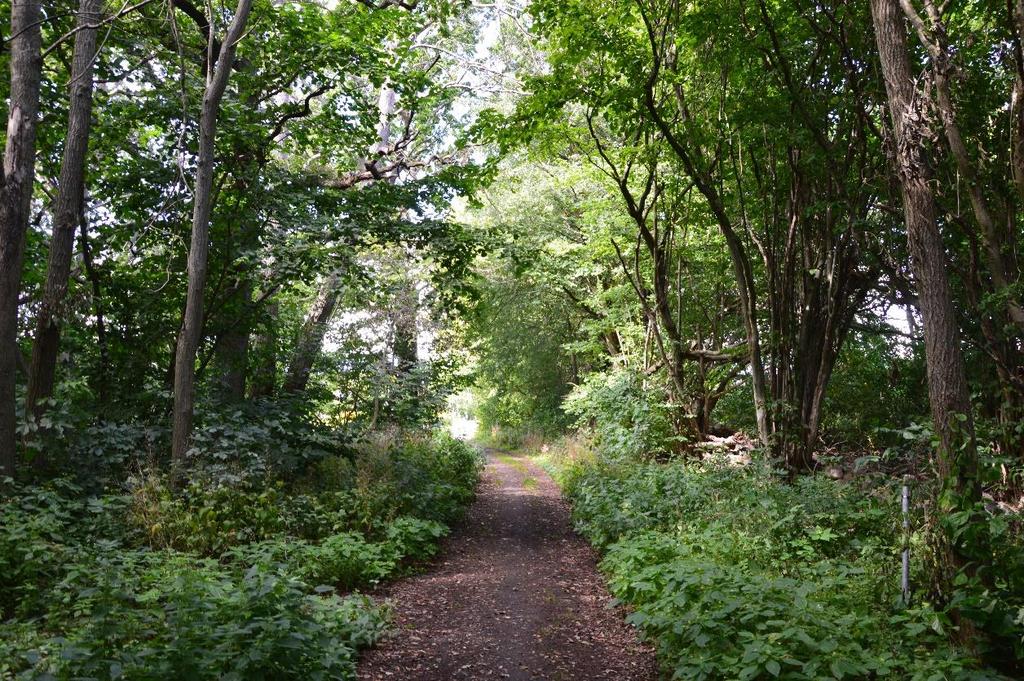 Ytterområde 4 utgörs av en varierad ädellövskog av lundkaraktär, med flera gamla ekar och välvuxna hasselbuskar.