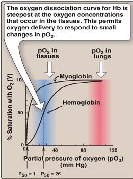 9. Hemoglobin är allostert reglerat. Vad innebär det? Förklara och visa i graf.