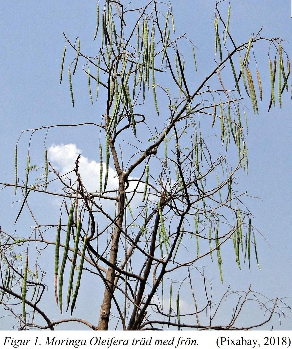 10.1 Moringa Oleifera frön Fröna från trädet Moringa oleifera kan användas för vattenrening. Moringaträdet kallas även mirakelträd eftersom det går att få både mat och olja ur trädet.