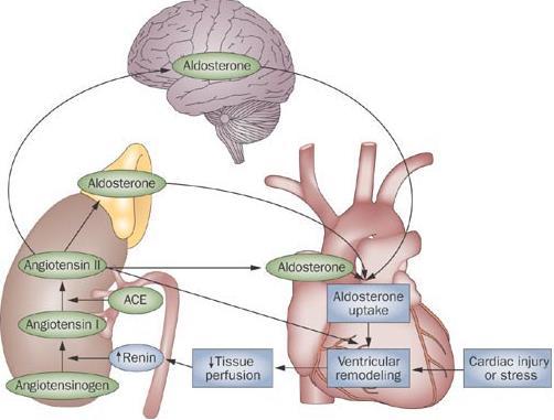 Förenklat: Renin-angiotensin-aldosterone-aktivering Kort sikt: Kompensation Lång sikt: Remodellering ADH