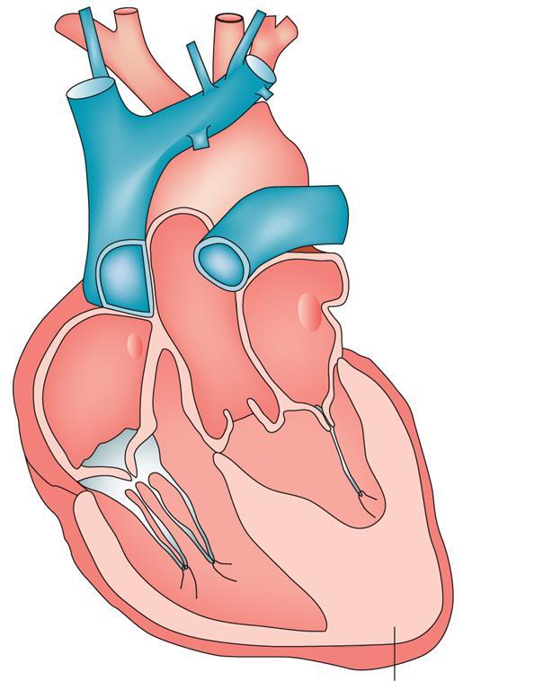 HFpEF- sammanfattning Nästan lika vanligt som HFrEF Lika vanligt hos kvinnor som hos män Ettårsmortalitet efter sjukhusinläggning >20% Ännu ingen evidensbaserad