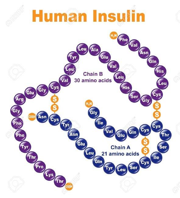 Öka cellulära upptaget - insulin Insulin + GLUKOS Effekt efter ca 10 minuter, peak efter