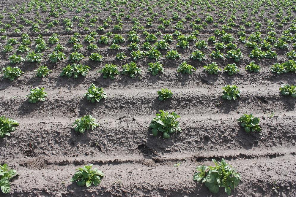 Varierat plantavstånd i Kuras, 3 försök 2013-2015 Stärkel seskörd Rel.