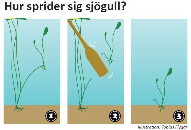 effektivaste för att sprida sig på flera ställen i ett vattensystem är via lösa växtdelar. Bilden illustrerar en Stolon som går av och sen skapar en egen koloni/planta.