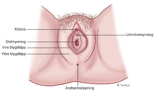 Slidöppningen, blygdläppar och klitoris är kvinnans yttre könsorgan.