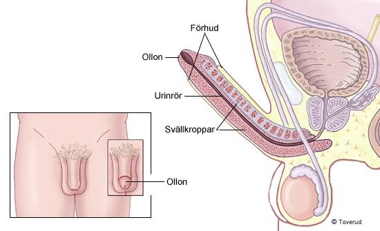 Penis har tre svällkroppar. Fortplantning En ny människa bildas Fortplantning innebär att en ny individ utvecklas från en äggcell som befruktats av en spermie.