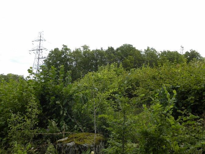 Utanför berört område, öster om Mieån, finns ett område utpekat som Natura-2000 habitat, med naturvårdsavtal och nyckelbiotop avseende ädellövnaturskog.