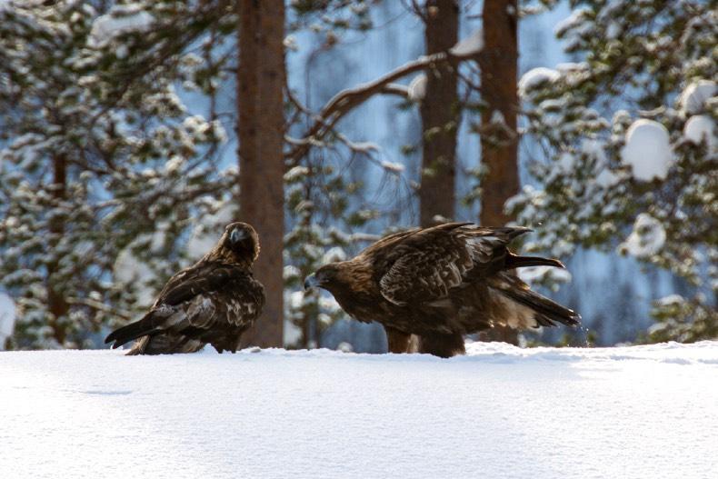 ! Klockan visar tio i tolv då en av deltagarna varnar att örnen kommer flygande. Den slår sig ner i ett träd för att spana om allt är lugnt.