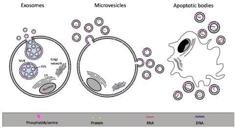 Cutting Edge Rheumatology Frank Wollheim Fig 4.