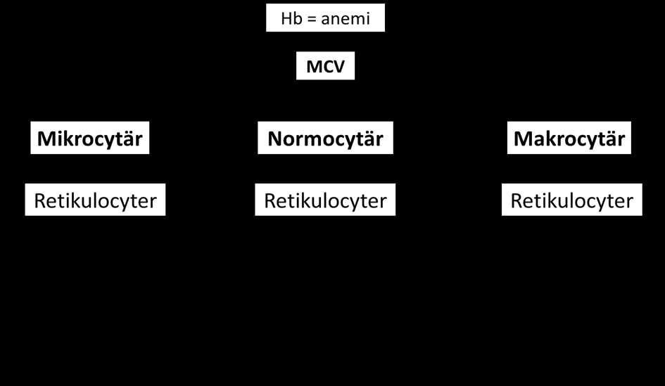 Sid.52(76) Figur 1Klassificering av anemi utifrån MCV och retikulocyter. Mikrocytär anemi talar för järnbrist (sann eller funktionell). Makrocytär anemi kan tyda på B12 och/eller folsyrabrist.