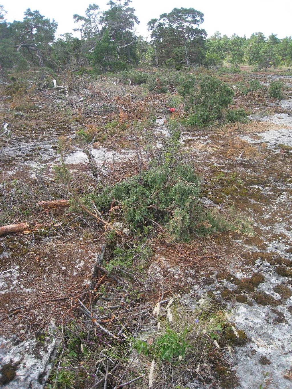 6 Bild 2, röjningsrester