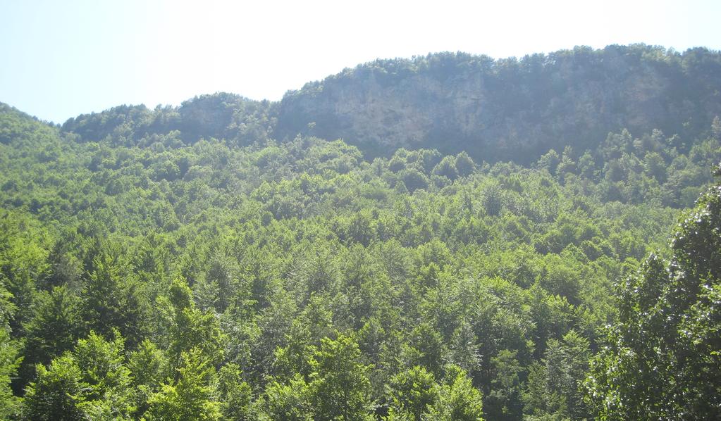 1. 2. 3. 1. I molnzonen domineras skogarna av Fagus orientalis. Dessa bestånd utgörs av de sydligast kända bokskogarna och har här en isolerad utpost.