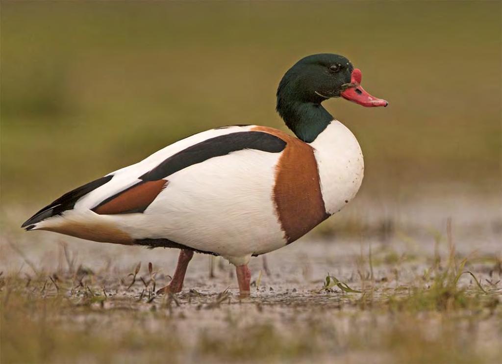 Gravand Tadorna tadorna 112 par Foto: Mattias Ullman Arten har nu minskat svagt sex år i följd och har totalt minskat med 27 % sedan de bästa åren. Varför den minskat vet vi inte riktigt.