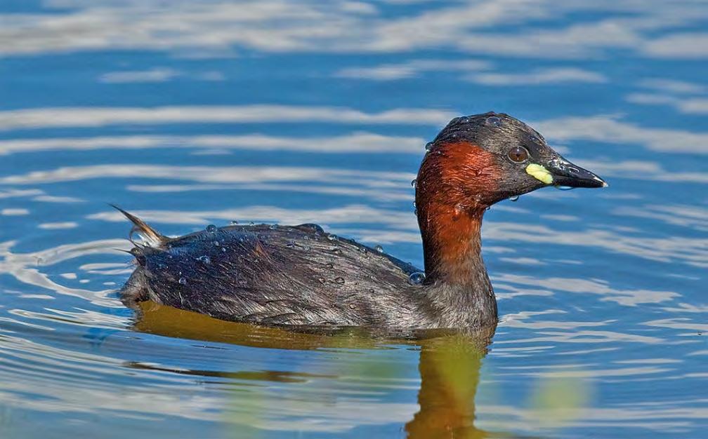 Smådopping Tachybaptus ruficollis 2 par Foto: Magnus Ullman Ny på listan jämfört med föregående år! I år noterades vardera ett par både vid Södra och Norra Flommen.