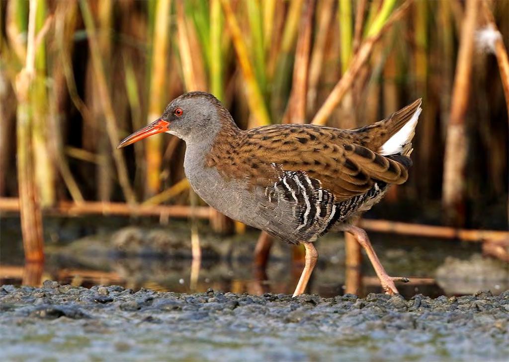 Vattenrall Rallus aqaticus 4 par Foto: Mattias Ullman Ökade i år marginellt till fyra par, utspridda på tre lokaler; Fredshög, Södra Flommen och Gessie ängar.