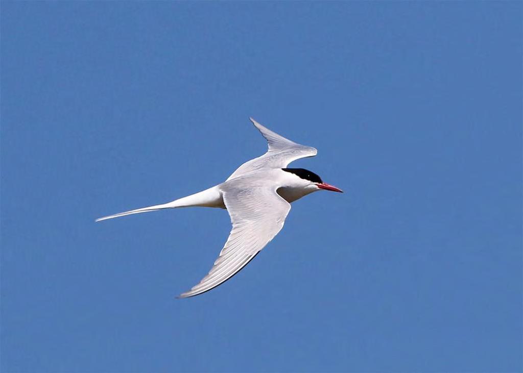 Silvertärna Sterna paradisaea 216 par Foto: Mattias Ullman Ökade i år med hela 41 % och är det tredje bästa året någonsin i vår serie, endast slaget av och.