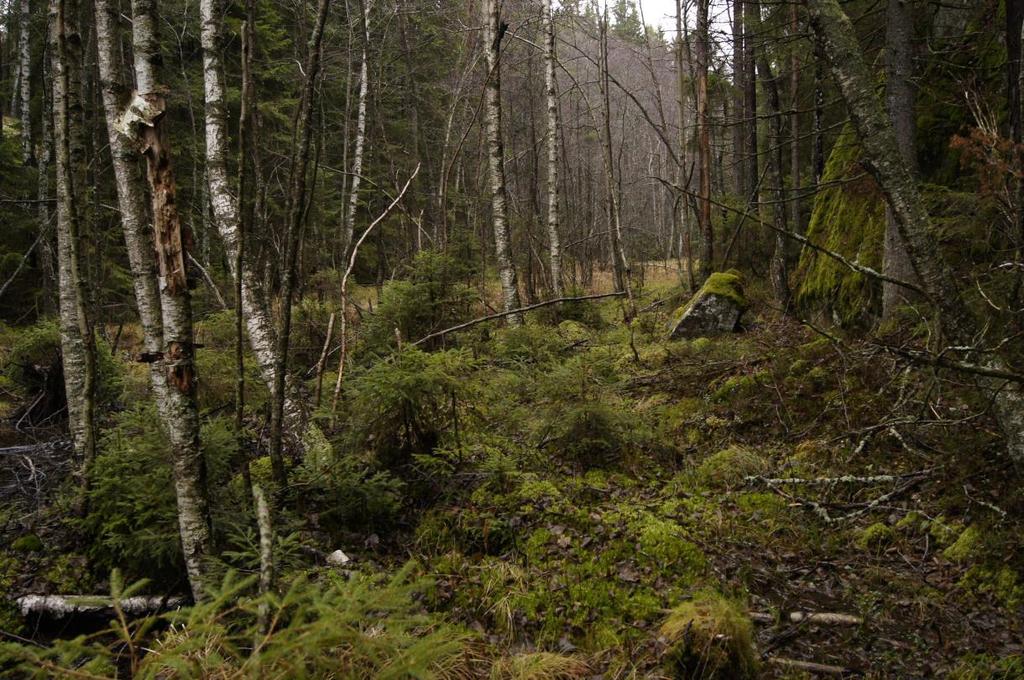 Skötselområde 3, Ung barrblandskog med stort lövinslag Areal: 3,8 hektar Naturtyp enligt Natura 2000: - Målnaturtyp: Taiga, naturtypskod 9010 3,8 hektar Beskrivning Kring den norra viken av Rösjön är