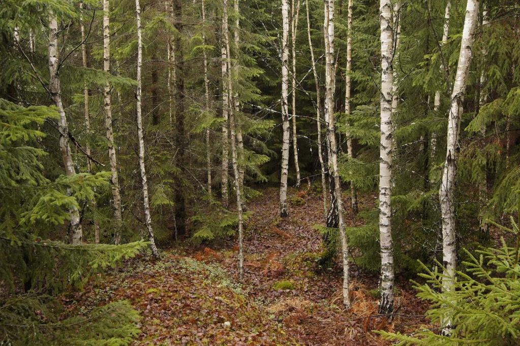 Ungskog i det norra delområdet Foto: Jens Johannesson Bevarandemål och gynnsamt tillstånd Skogen har en varierad åldersstruktur och trädslagssammansättning med stort inslag av gamla träd, döda träd