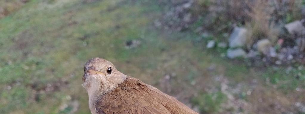 Bland de intressantare märkarterna kan nämnas hela 8 sparvhökar, en nattskärra, stationens fjärde sydnäktergal (som till de övriga fågelskådarnas förtret bestämdes först på bilder dagen efter