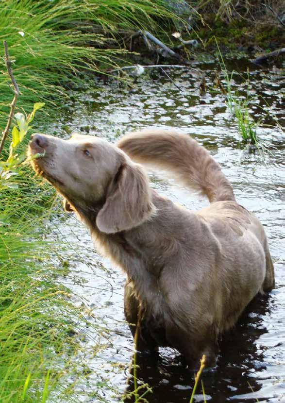 WEIMARANER NYTT Svenska weimaranerklubbens medlemstidning MARS 2016