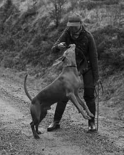 16 3 bra skäl att åka till Weimaranerlägret om och om och om igen och en till 1. För att du har en Weimaraner.