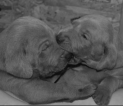 Vad har ni för avelsmål? Målet är att föda upp friska, sunda, mentalt stabila Weimaraner med tilltalande extriör och jaktbara med mycket jaktlust Vad anser ni om den Svenska Weimaraner idag?