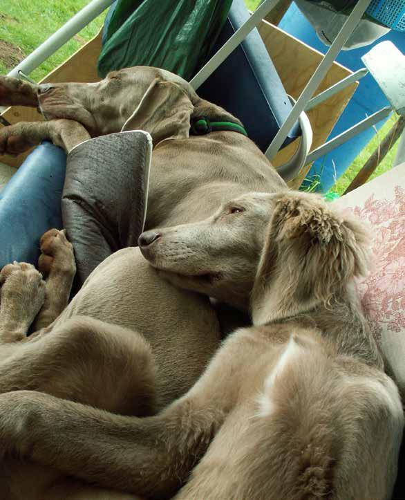 RETURADRESS: Svenska Weimaranerklubben c/o Bondegaard-Lautrup