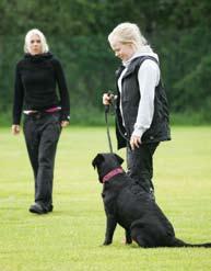 Om både du och din hund är nybörjare är det bra att gå en kurs på klubben. Då kan du få tips och hjälp om något krånglar och det är alltid roligare att träna tillsammans med andra.