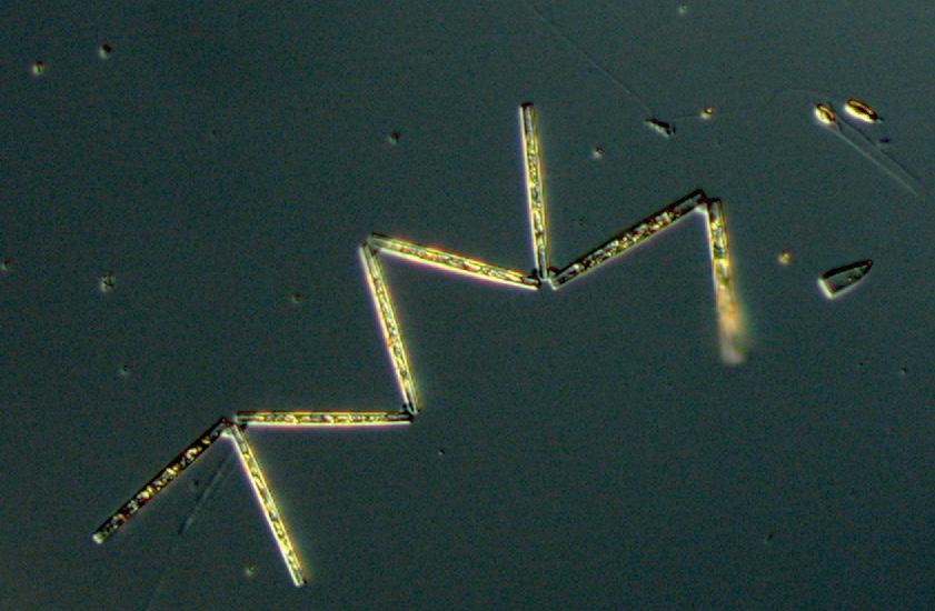 A fluorescence maximum was found at 15 meters at both Å17 and Å15 (closer to the coast) where high cell numbers of the genus Rhizosolenia spp. dominated.