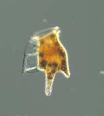 Fig 1: The flagellate Pyramimonas longicauda, a rare sight in the samples, was at Å17. Fig 2: The dinoflagellate Dinophysis tripos* was found at Släggö.