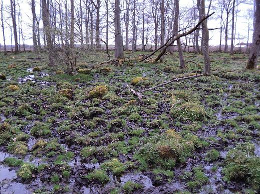 Ett ganska öppet och riktigt vått parti av sumpskogen.