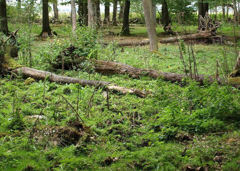 Bilder från sumpskogen Död ved lockar till sig massor av insekter, vilka har svårt att