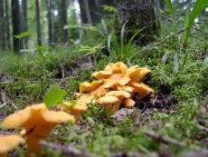 Tanka Tankar Ett inspirationsbrev augusti 2009 Att leta möjligheter är som att