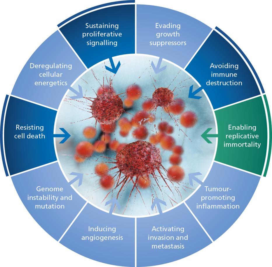 Medivir approaches to cancer treatment Protease Targets Birinapant Protease Targets Remetinostat Birinapant Protease Targets