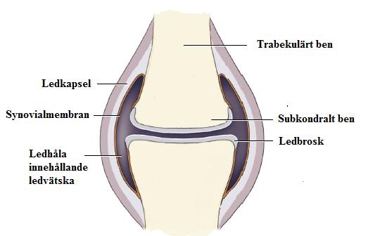 LITTERATURSTUDIE Synoviala ledens uppbyggnad En led är en sammankoppling mellan två eller flera ben och tillåter rörelse mellan dem.