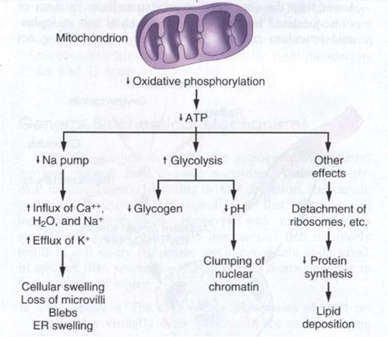 Mekanismer vid letal cellskada low oxygen, mitochondrial dysfunction Hypoxi Oxidativ stress genom ökad bildning av