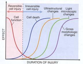 Faktorer som påverkar stress responsen Dos/koncentration/intensiteten av skadefaktor Expositionstid Mekanismen vid cellskada Akut cellskada förändringar