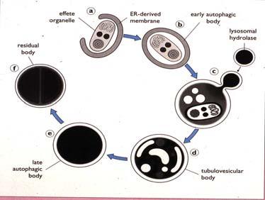 Cytoplasmaproteiner