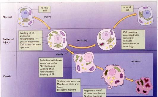 Exempel på skadefaktorer Cellens struktur vid cell-skada och -död Infektiösa t.