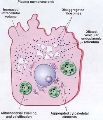 Ultrastrukturella förändringar vid reversibel cellskada Reversibel cellskada = degeneration Celler har
