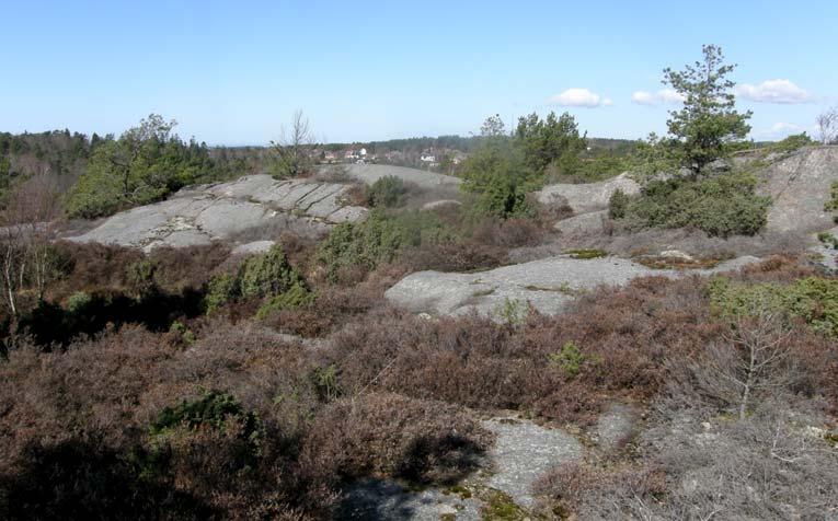 Hasselsnok Ekologi, bakgrund och riktlinjer enligt Naturvårdsverket Hasselsnoken är en värmekrävande art med förhållandevis bred biotoppreferens.