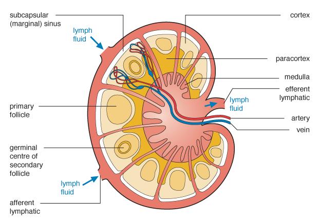 Lymfocyter finns i lymfknutorkomplicerade organ