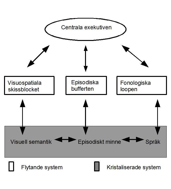 Arbetsminne Arbetsminne syftar till ett eller flera system som antas vara nödvändigt för att behålla saker i minnet när en komplex uppgift så som resonerande, lärande och språkförståelse utförs