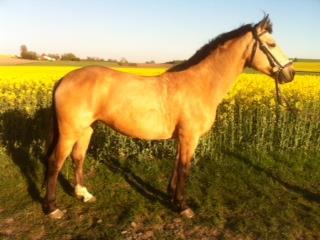 Woodbine Bandit Bob är född 2011 och är en D-ponny.