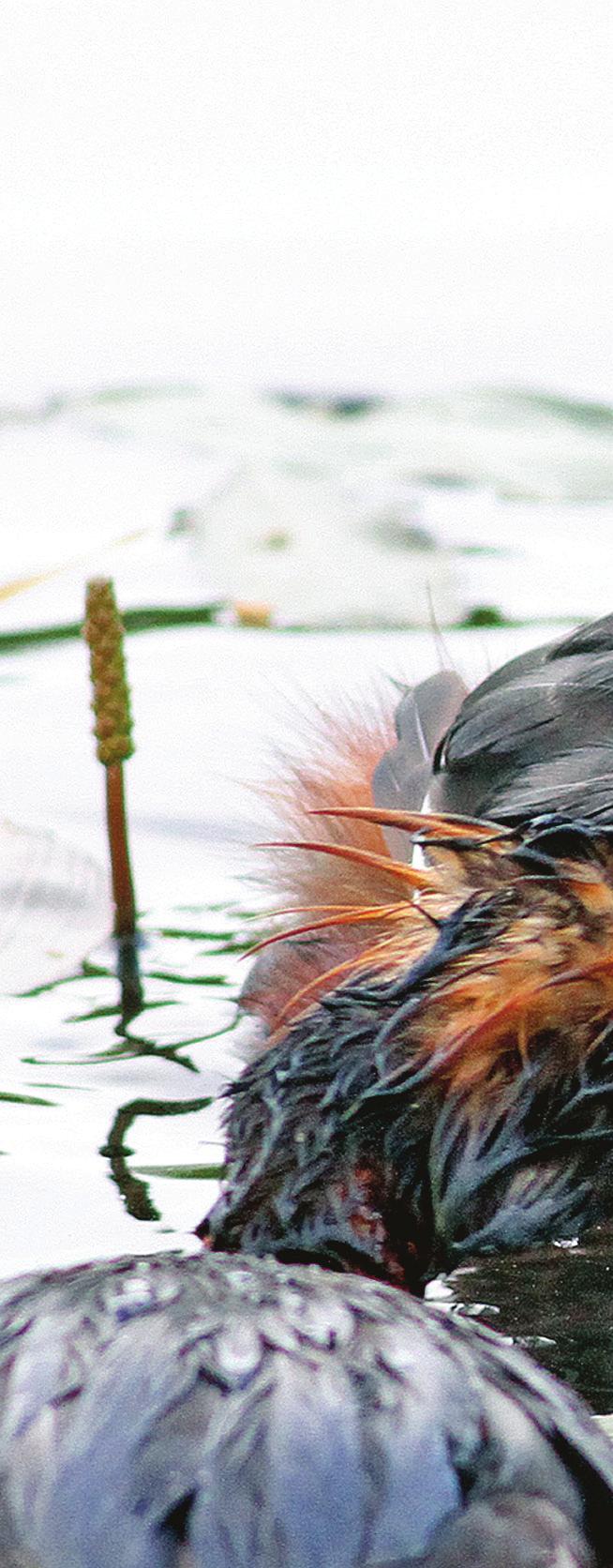 Svarthakedopping, Podiceps auritus. I golfbanedamm vid Skogstorp i Roslags-Bro socken våren 2012.