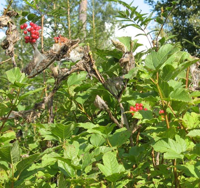 Inventering av asknätfjäril (Euphydryas maturna) i Norrtälje kommun