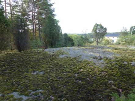 Floran är mycket varierande med dels skogsmossor, bärris och träjon men även hällar med renlavar, tuschlav och bergsyra och friskare partier med liljekonvalj, ängskovall och getrams.