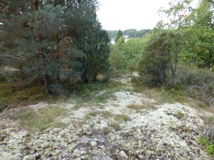 Kantzonen mot öppnare marken i väster innehåller en mer lövrik ridå som sannolikt är viktig för många arter som både hittar skydd och föda i den täta miljön som även innehåller bärande träd såsom